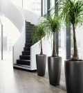 Best Indoor Plants for Health