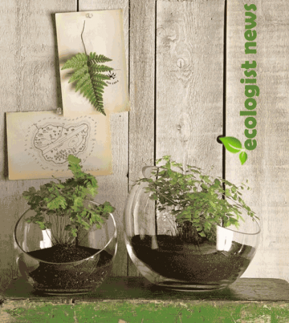 Modern Terrarium Containers