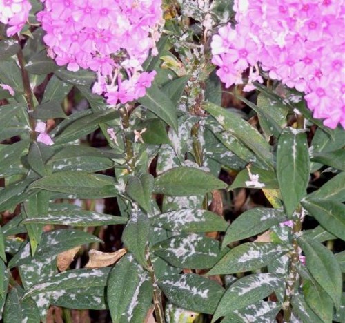 Powdery Mildew