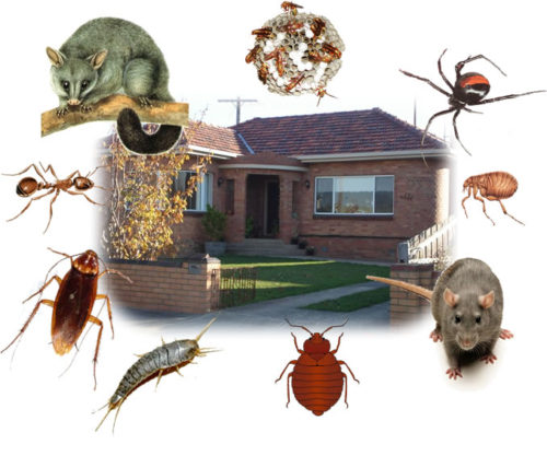 Eco-Friendly Pest Control Solutions