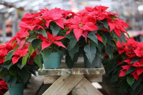 Stunning your Christmas with Poinsettias