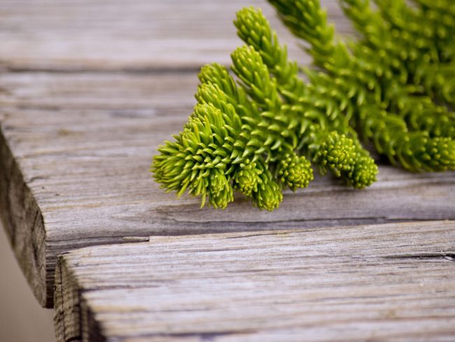 Green Wooden Christmas Tree