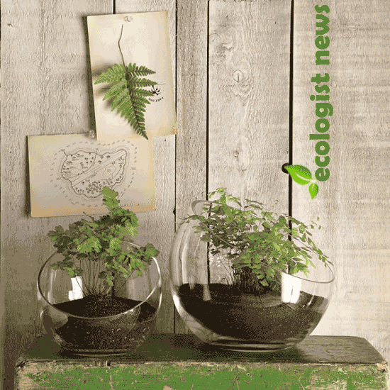 Create an Indoor Garden with Modern Terrarium Containers