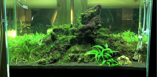Enhance the Look of Your Home with Back to Nature Aquarium 3d Backgrounds