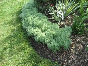 Artemisia Schmidtiana