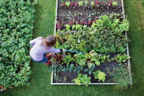 Gardening Tips – The Right Way to Plant