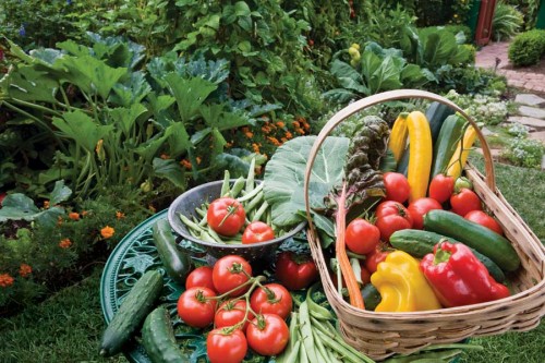 Tips On How To Start An Organic Garden Inhabit Blog