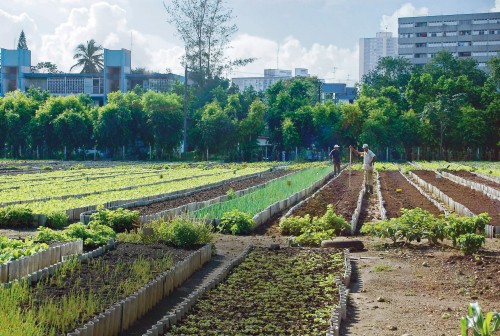 Urban Agriculture for Ecological Development