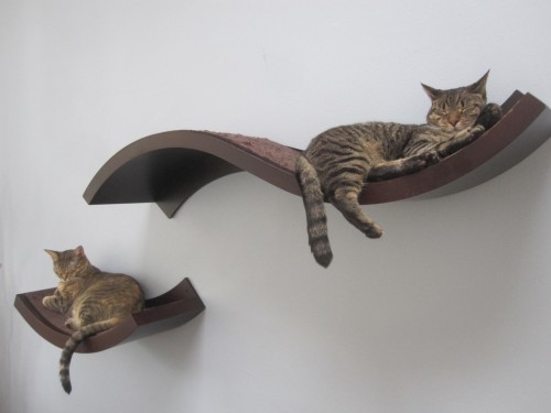 Cat shelves