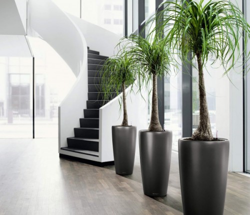 Flowers and indoor plants