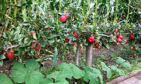 Planning Your Own Fruit Garden