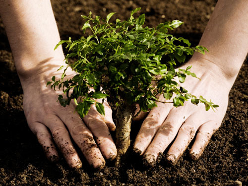 Plant a Tree, Save Your Body… and a Buck
