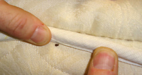 Home Remedies to Get Rid of Bed Bugs