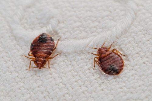 The Safest Eco-Friendly Ways to Get Rid of Bedbugs