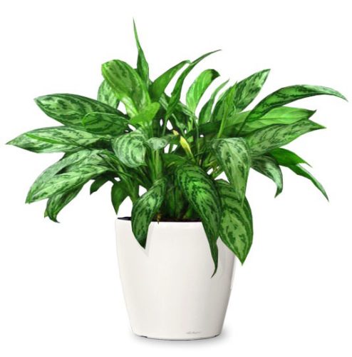 Chinese Evergreen