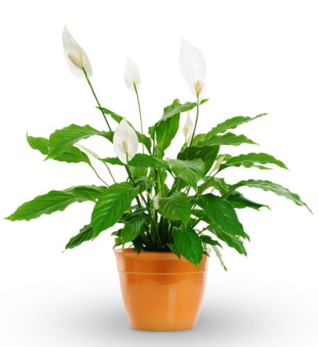 Peace Lily