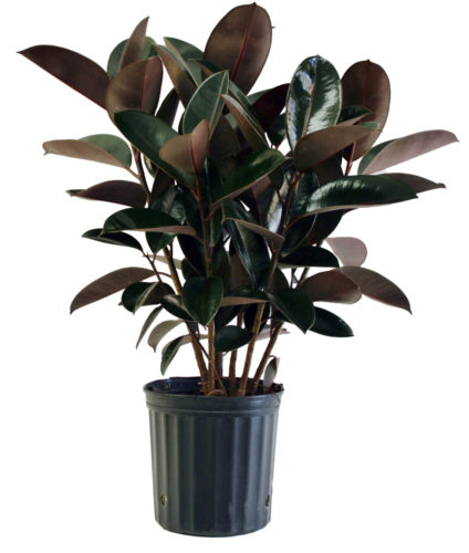 Rubber Plant