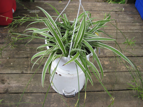 Spider plant