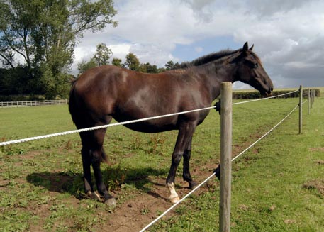 electric fencing