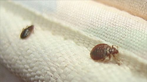 How to get rid of bed bugs