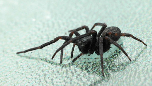 How to stop spiders from entering your home