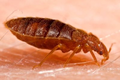 Ways to Get Rid Of Bed Bugs