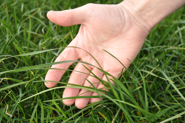 Lawn Care Myths